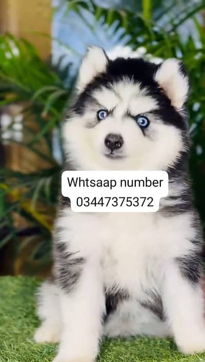 Siberian husky fore sale