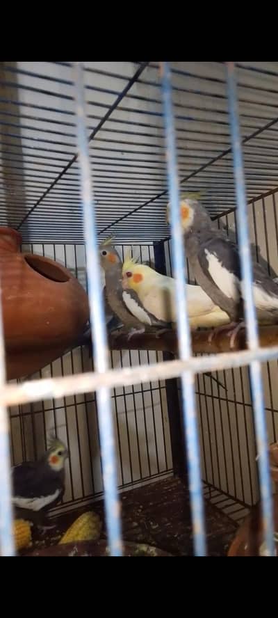 cocktail breeder pairs  03078574285 watsap