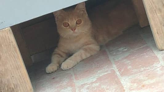 Scottish fold kitten