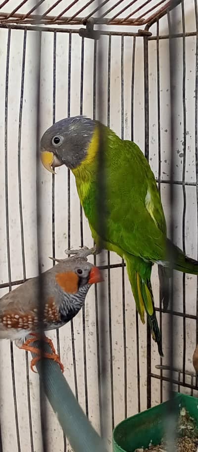 Plum headed female for sale