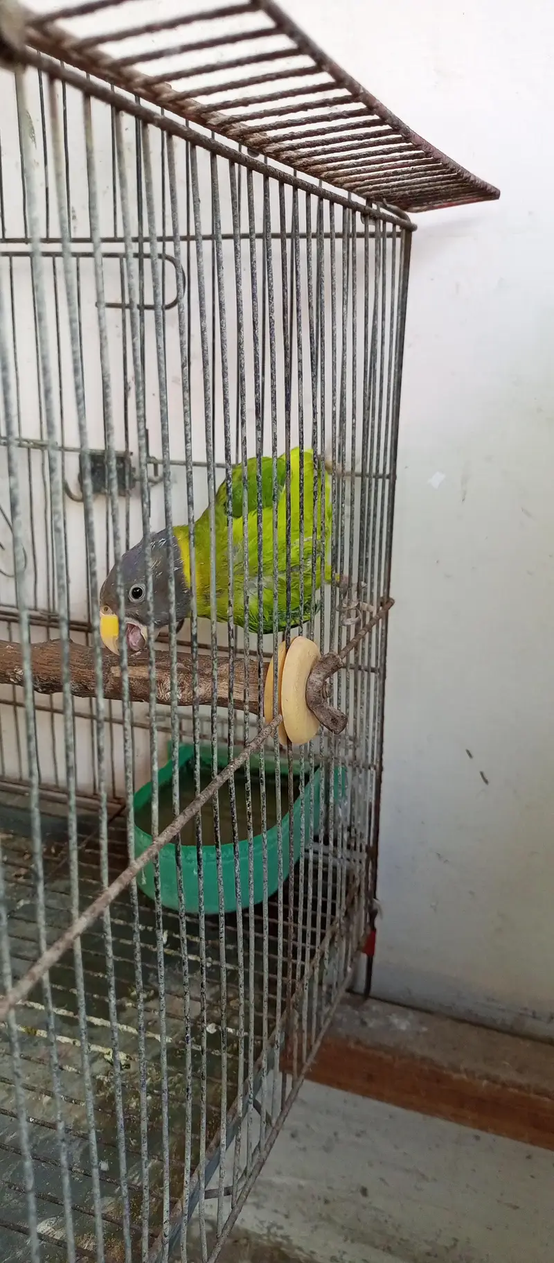 Plum headed female for sale — photo 2