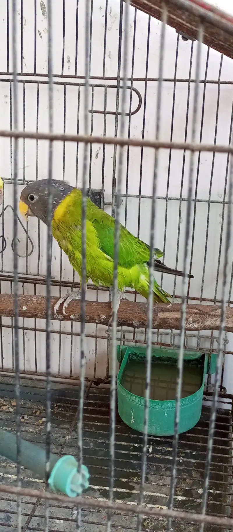 Plum headed female for sale — photo 3