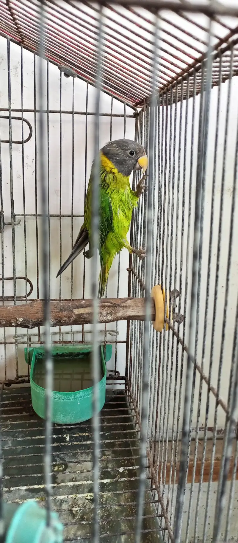 Plum headed female for sale — photo 4