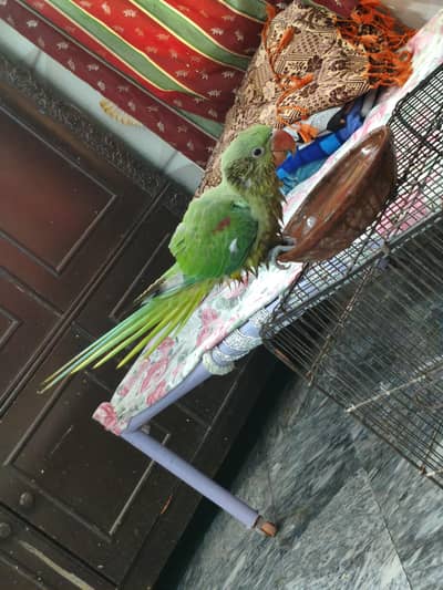 raw tame patha