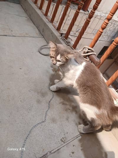 male cat for sale
