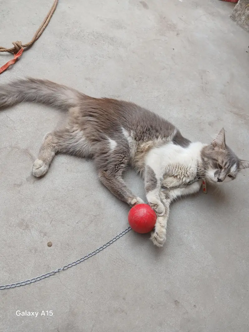 male cat for sale — photo 2