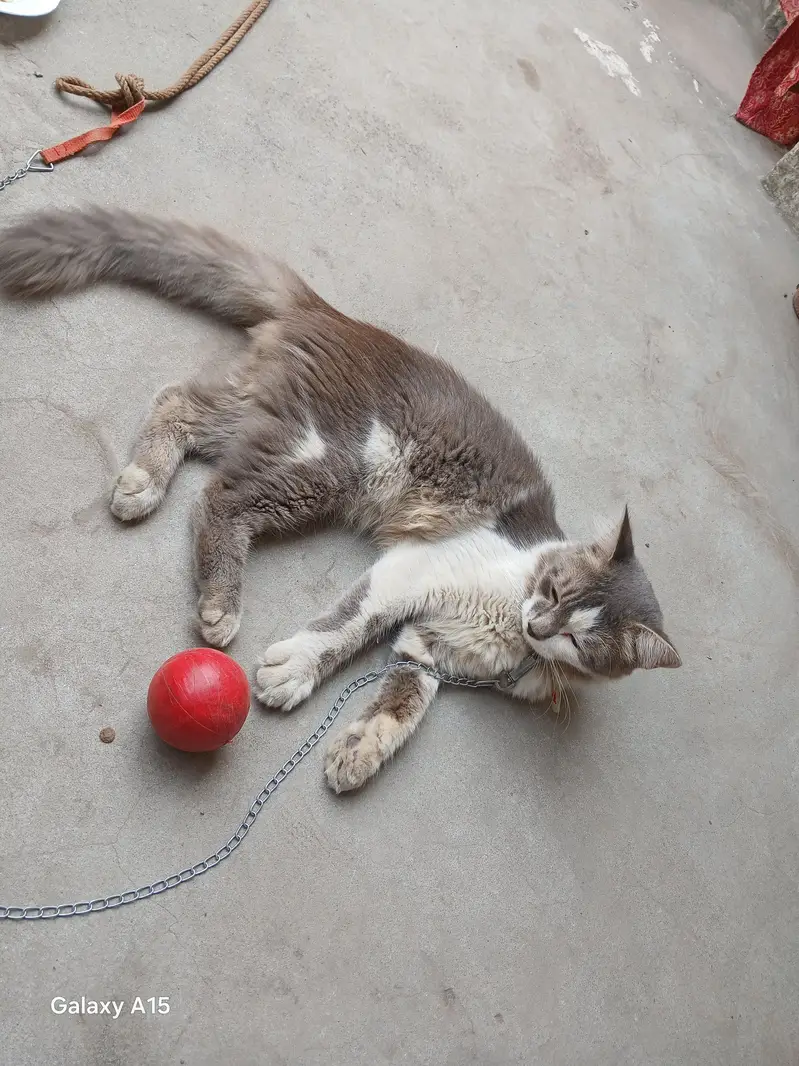 male cat for sale — photo 3