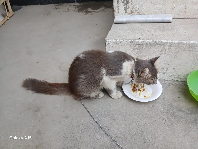 male cat for sale — photo 4