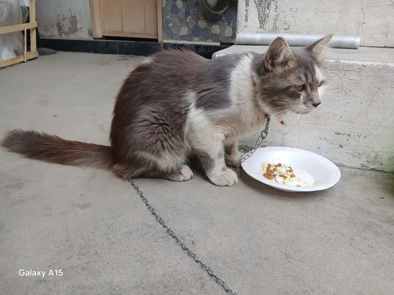 male cat for sale — photo 5