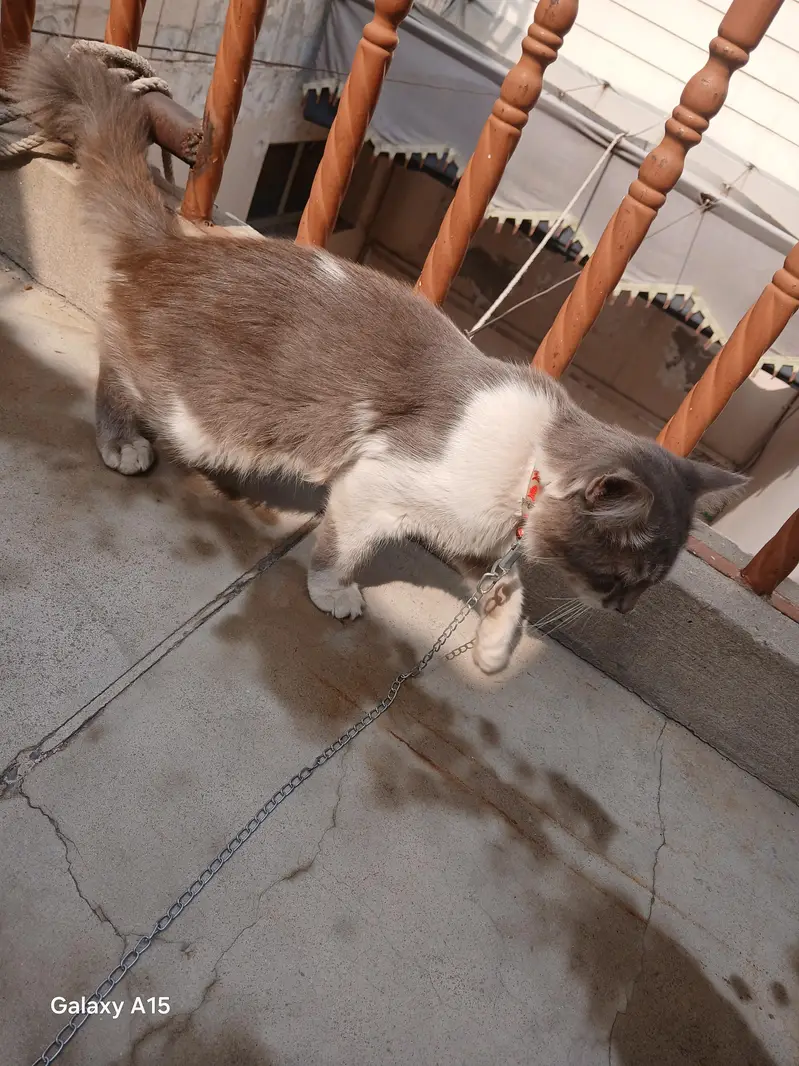 male cat for sale — photo 6