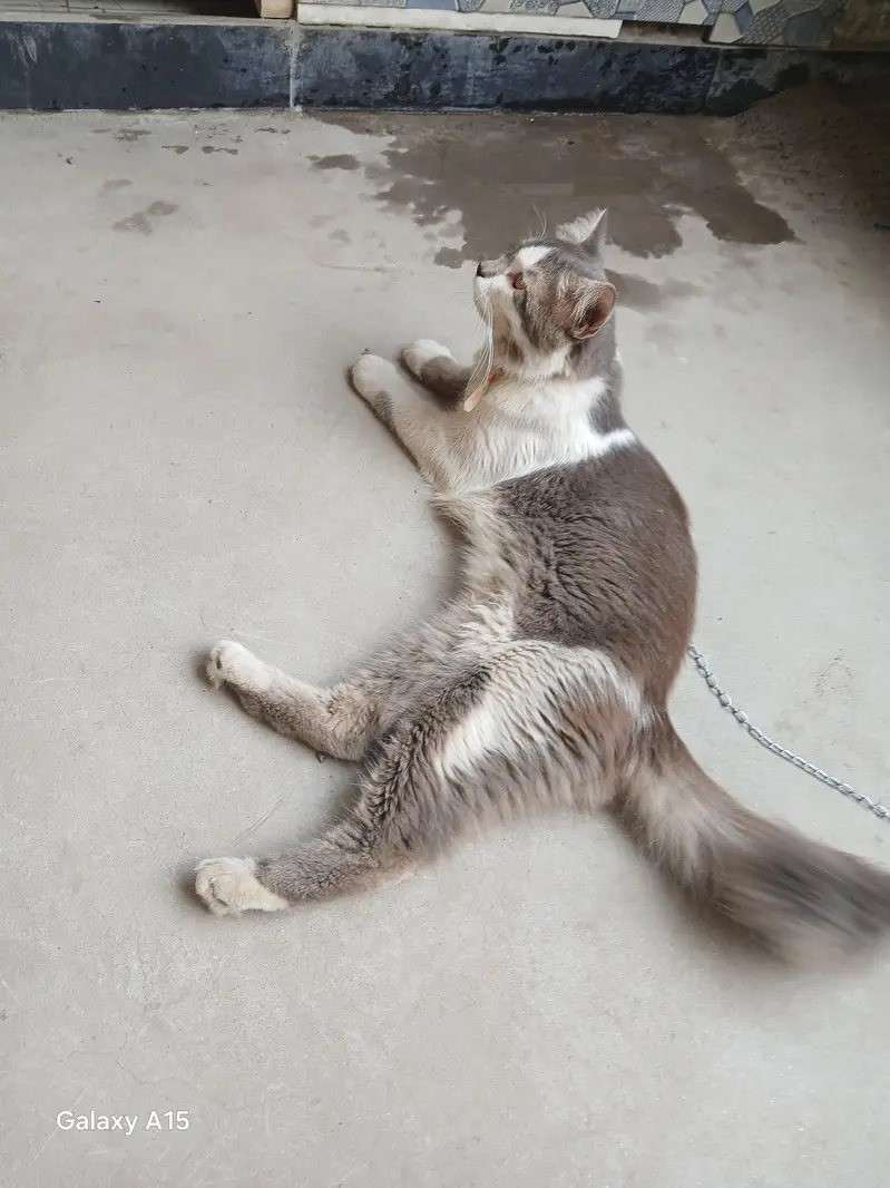 male cat for sale — photo 7