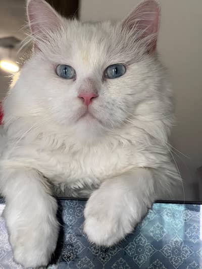 fully trained full fluffy with beautiful fur coloured eyes Persian cat