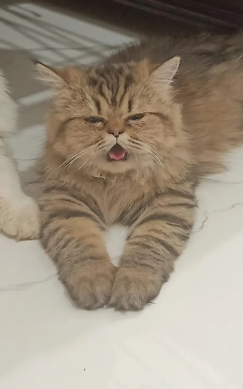 fully trained full fluffy with beautiful fur coloured eyes Persian cat — photo 2