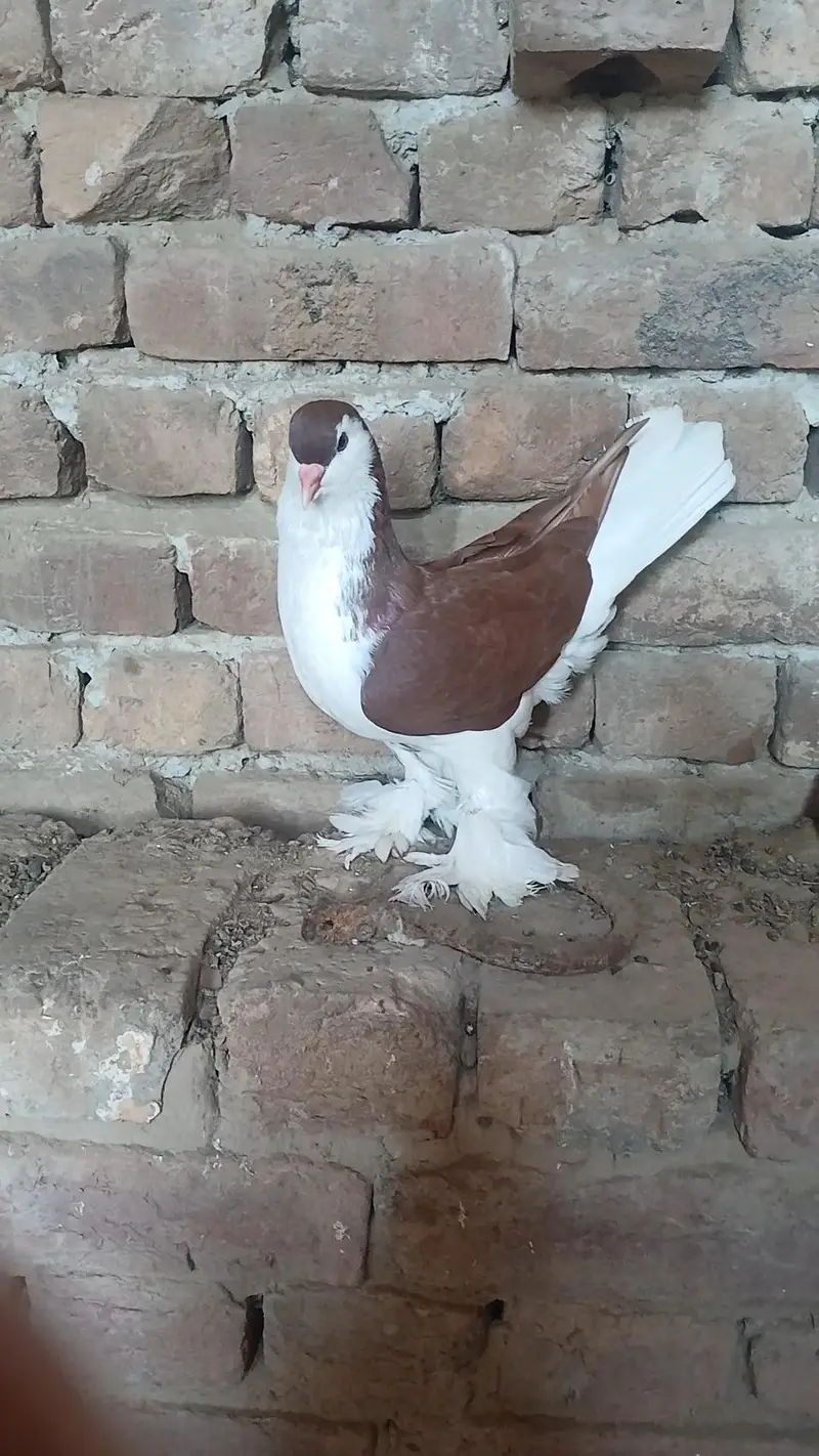 German sherazi breeder male 3185461922 — photo 2