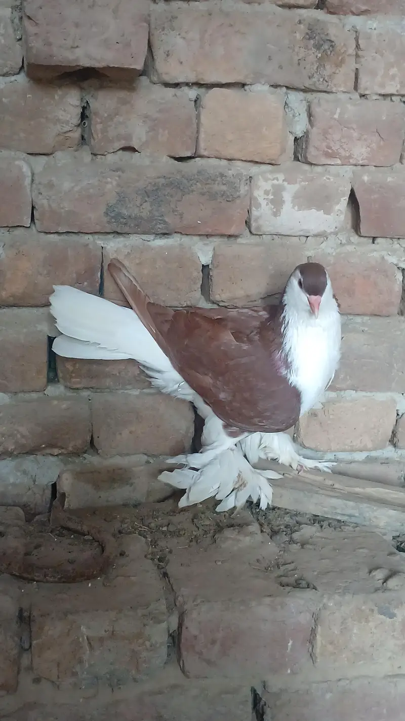 German sherazi breeder male 3185461922 — photo 3