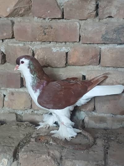 German sherazi breeder male 3185461922