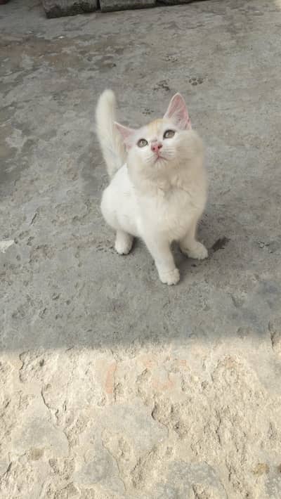 cat kid