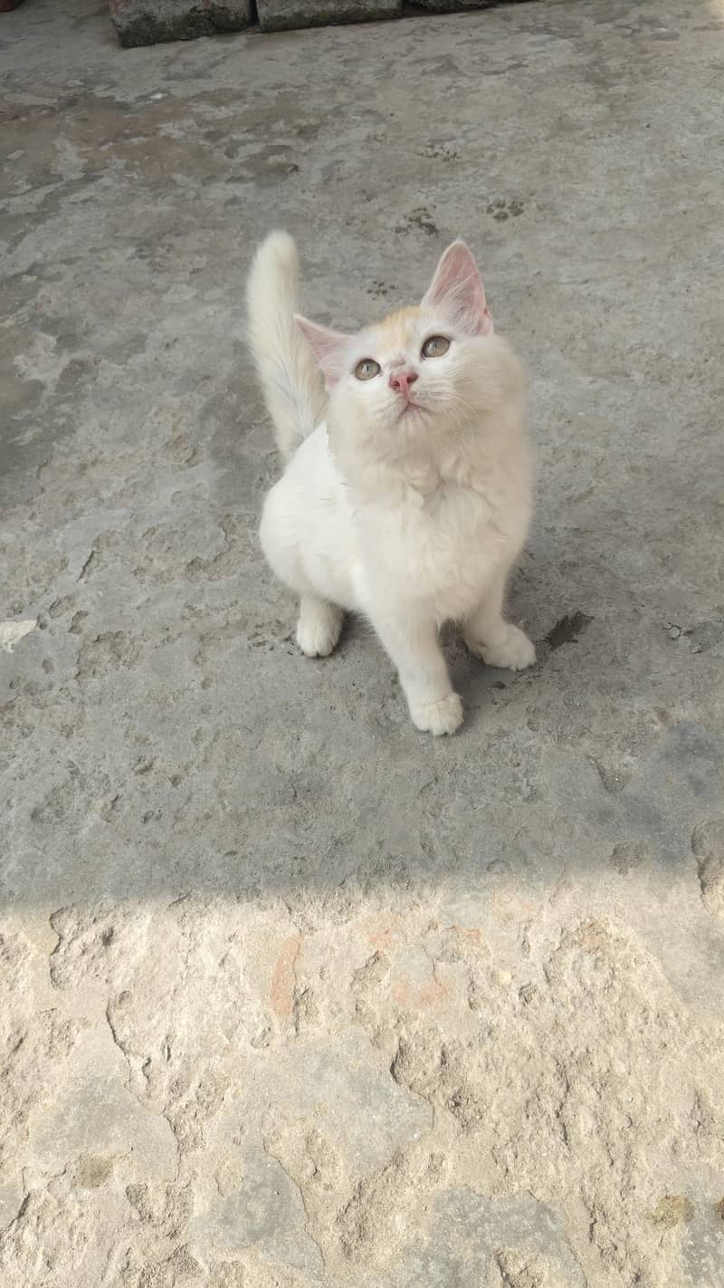 cat kid 0