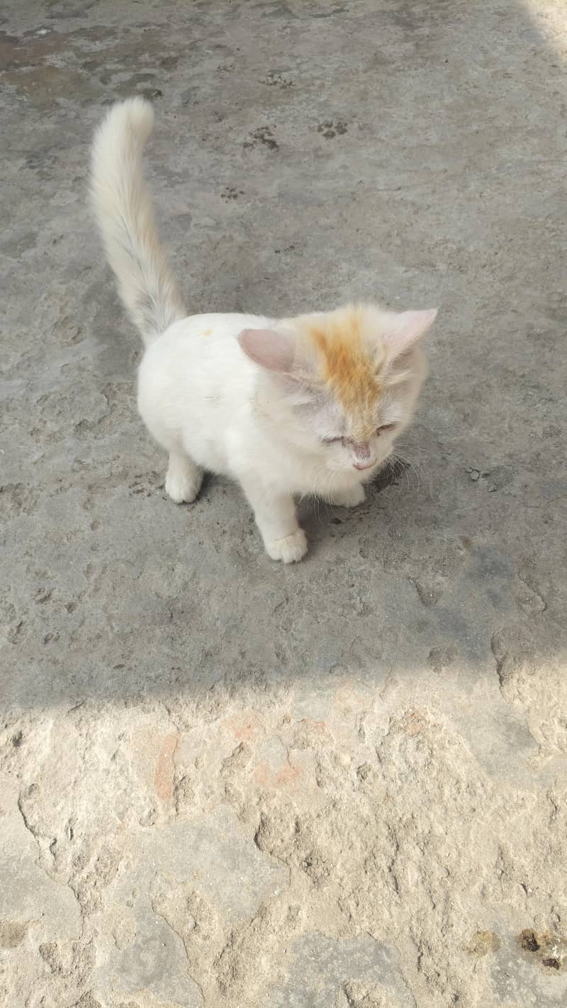cat kid 1