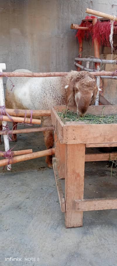 bakri