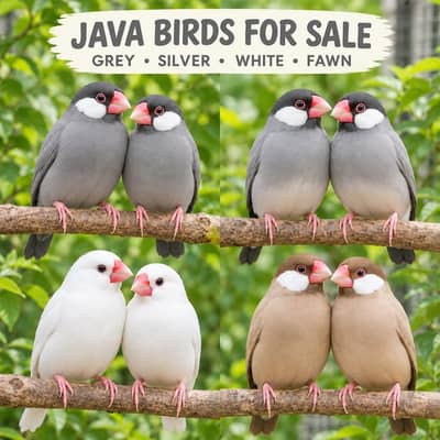 Java Birds Whole setup for Sale (100+ pieces)
