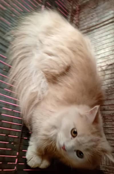 Persian Triple Coated Doll Face Cat For Sale
