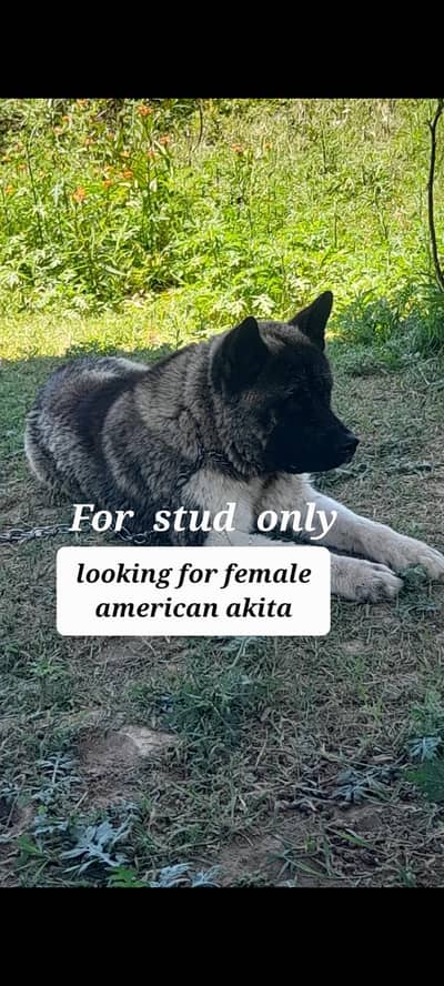 American akita (stud only)