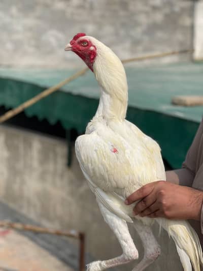 Aseel Heera for sale