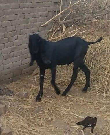pure desi ambarsari kala bakra 5 months