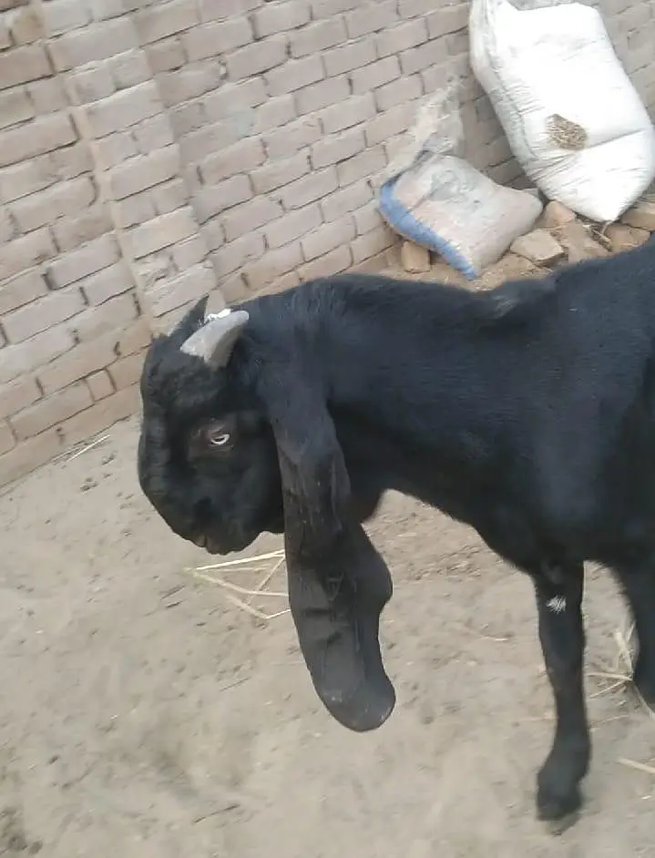 pure desi ambarsari kala bakra 5 months — photo 3