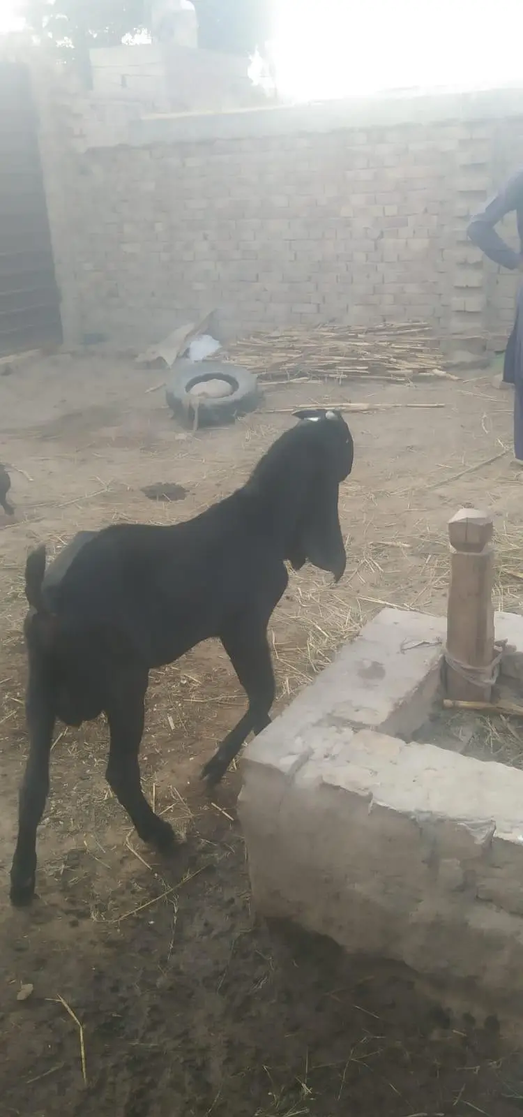 pure desi ambarsari kala bakra 5 months — photo 4