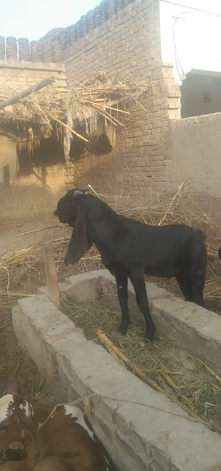 pure desi ambarsari kala bakra 5 months — photo 5