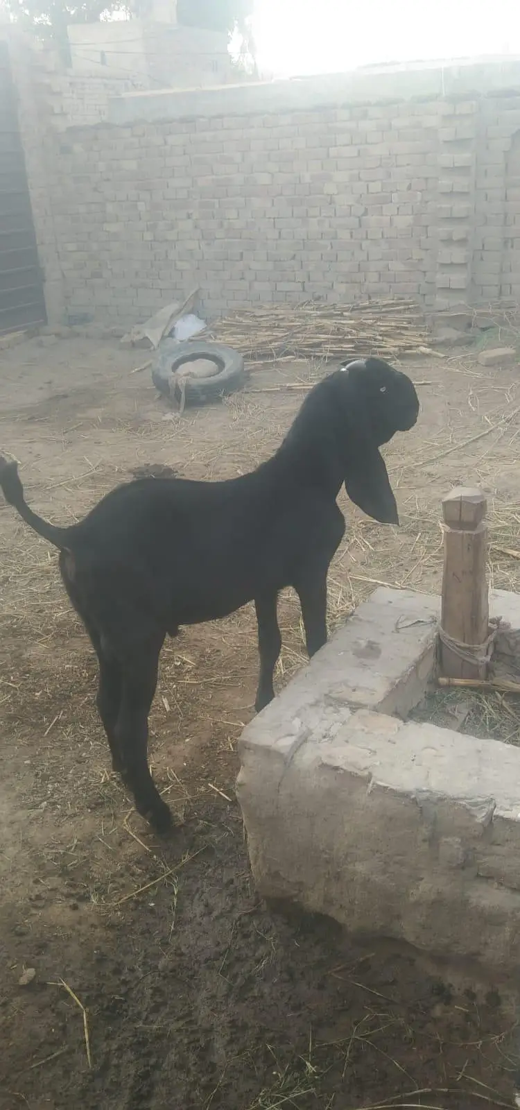 pure desi ambarsari kala bakra 5 months — photo 7