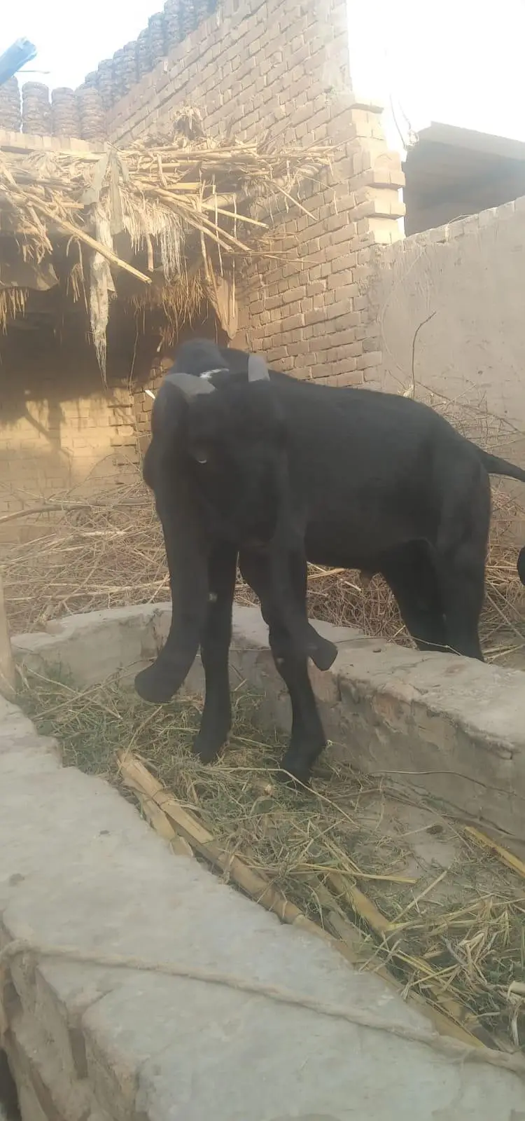 pure desi ambarsari kala bakra 5 months — photo 9