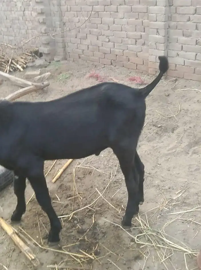 pure desi ambarsari kala bakra 5 months — photo 12