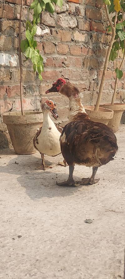 Muscovy duck Yunng beautiful pair (03_41- 011_36_48) only Whatsapp