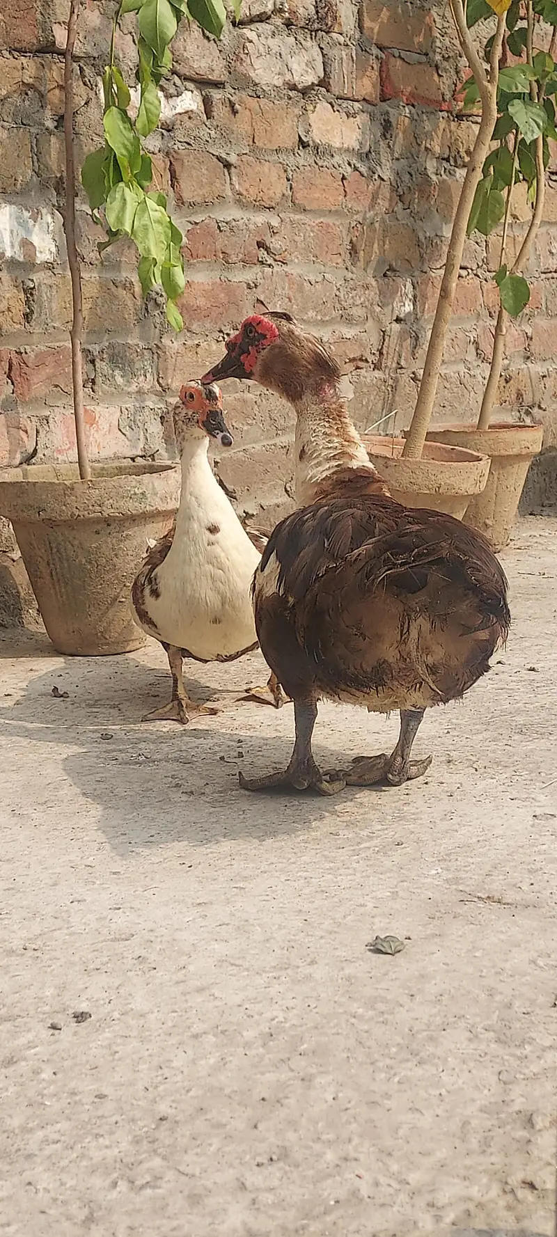 Muscovy duck Yunng beautiful pair (03_41- 011_36_48) only Whatsapp — photo 2