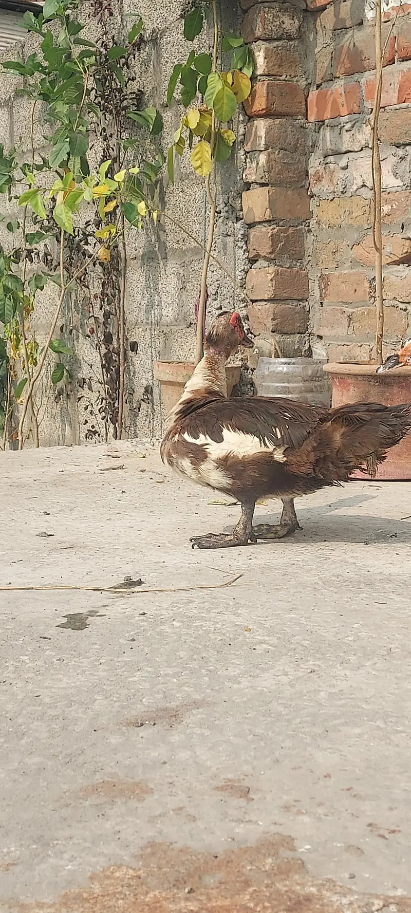 Muscovy duck Yunng beautiful pair (03_41- 011_36_48) only Whatsapp — photo 3