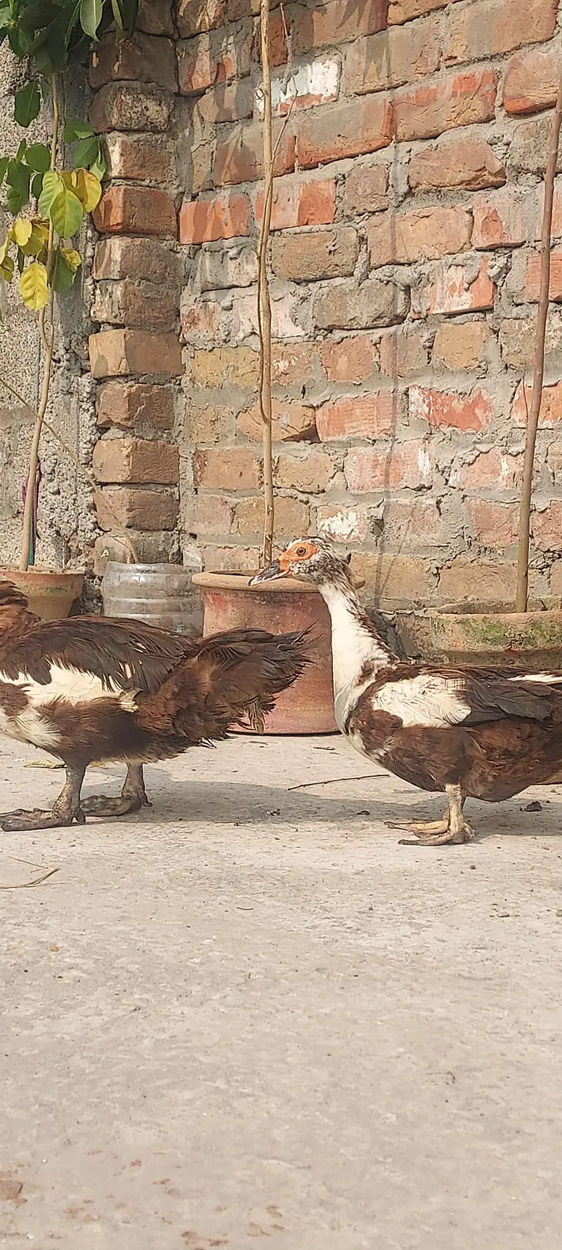 Muscovy duck Yunng beautiful pair (03_41- 011_36_48) only Whatsapp — photo 4