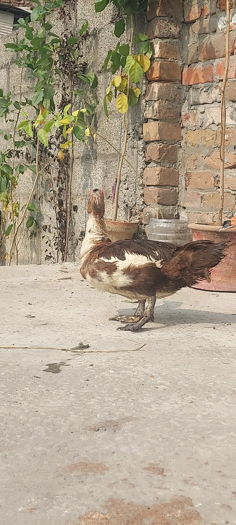 Muscovy duck Yunng beautiful pair (03_41- 011_36_48) only Whatsapp — photo 5