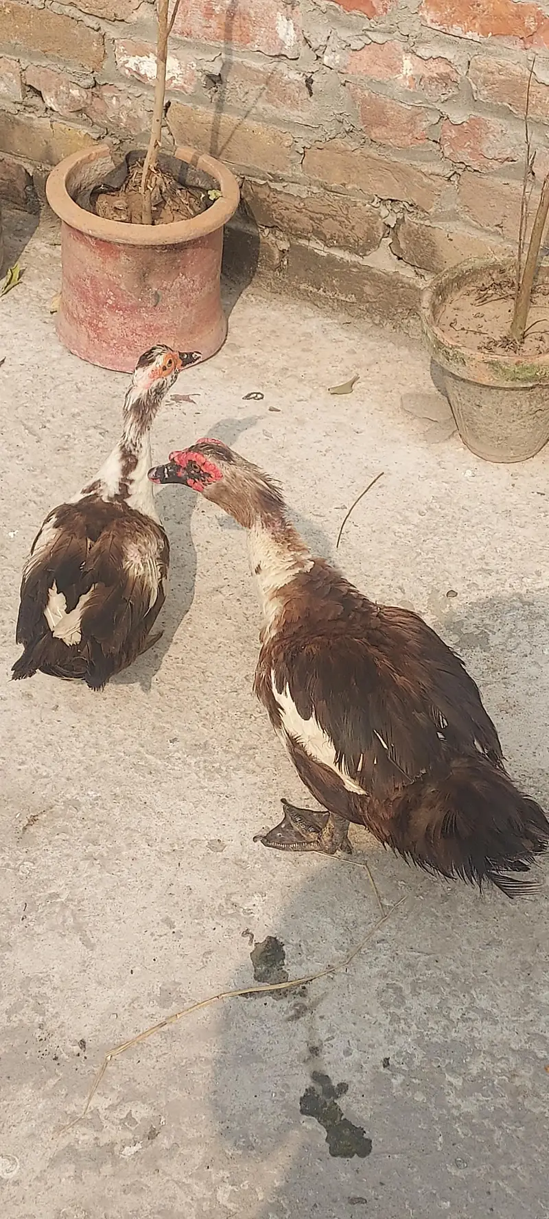 Muscovy duck Yunng beautiful pair (03_41- 011_36_48) only Whatsapp — photo 6