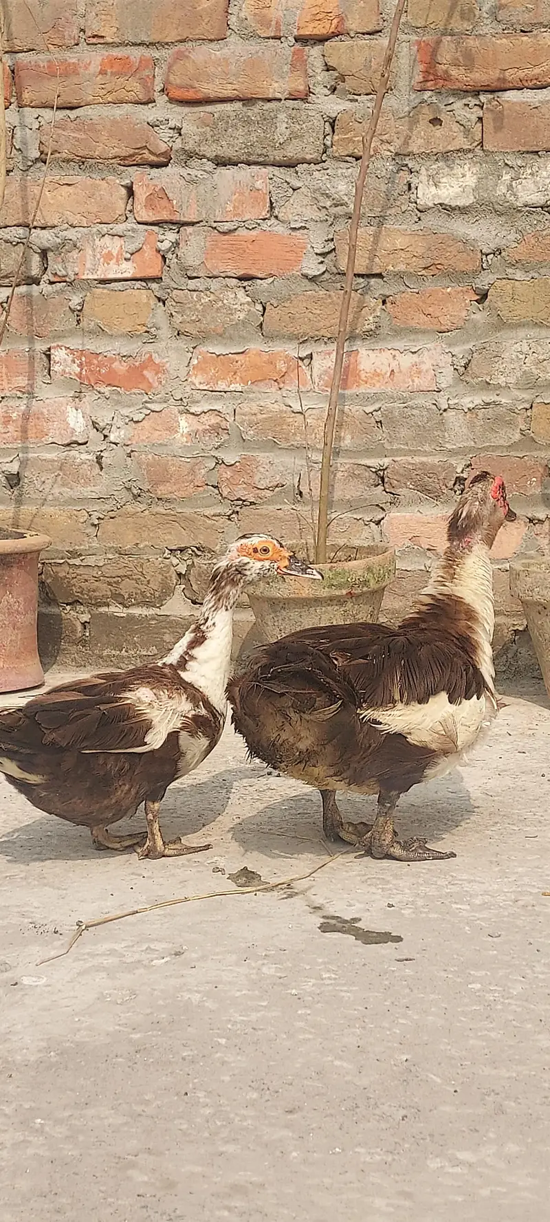 Muscovy duck Yunng beautiful pair (03_41- 011_36_48) only Whatsapp — photo 7