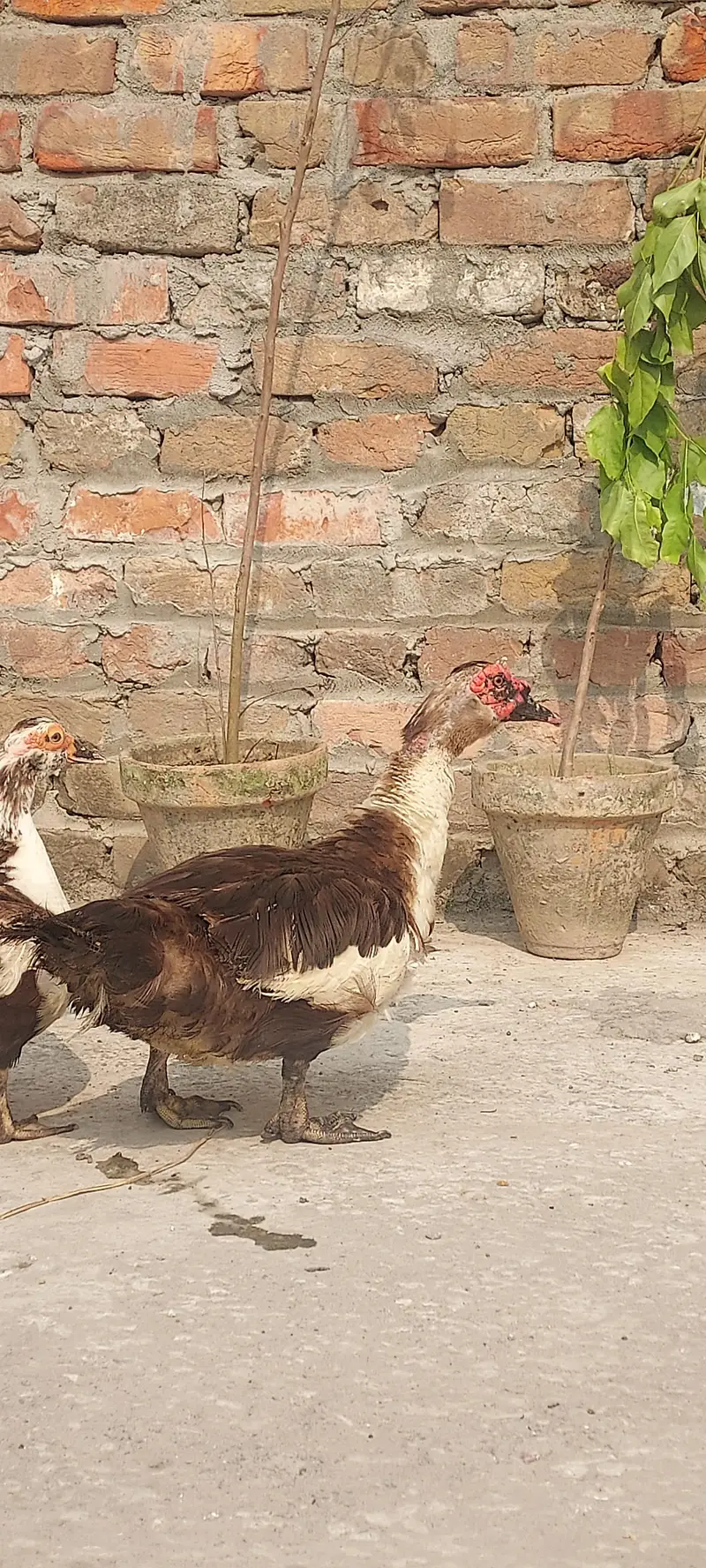 Muscovy duck Yunng beautiful pair (03_41- 011_36_48) only Whatsapp — photo 8