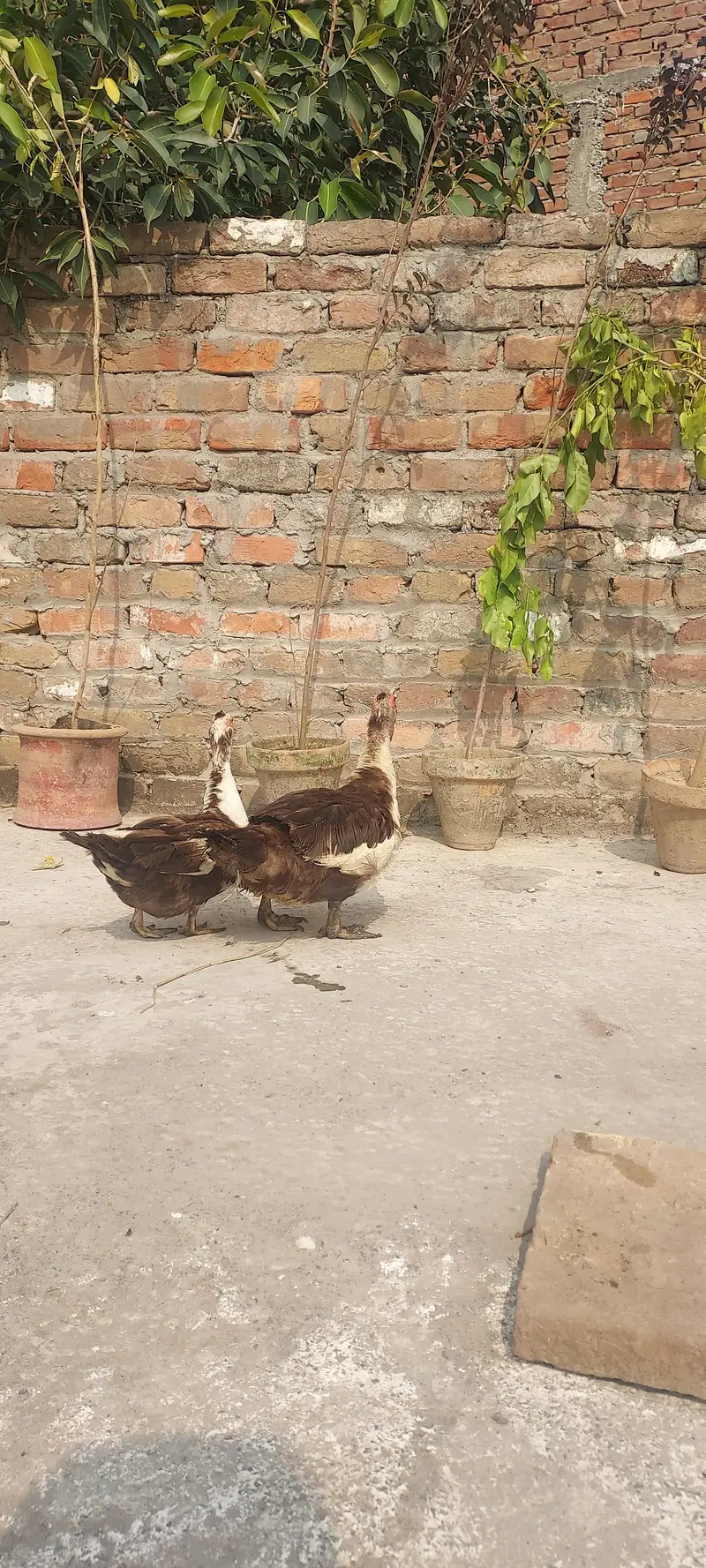 Muscovy duck Yunng beautiful pair (03_41- 011_36_48) only Whatsapp — photo 9