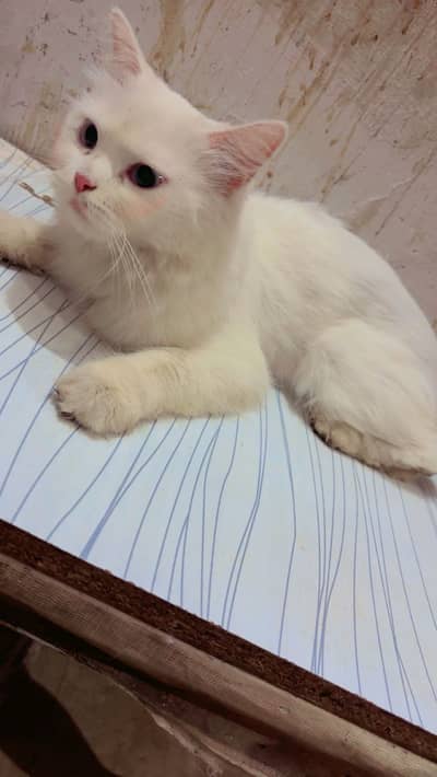 Mimiiii