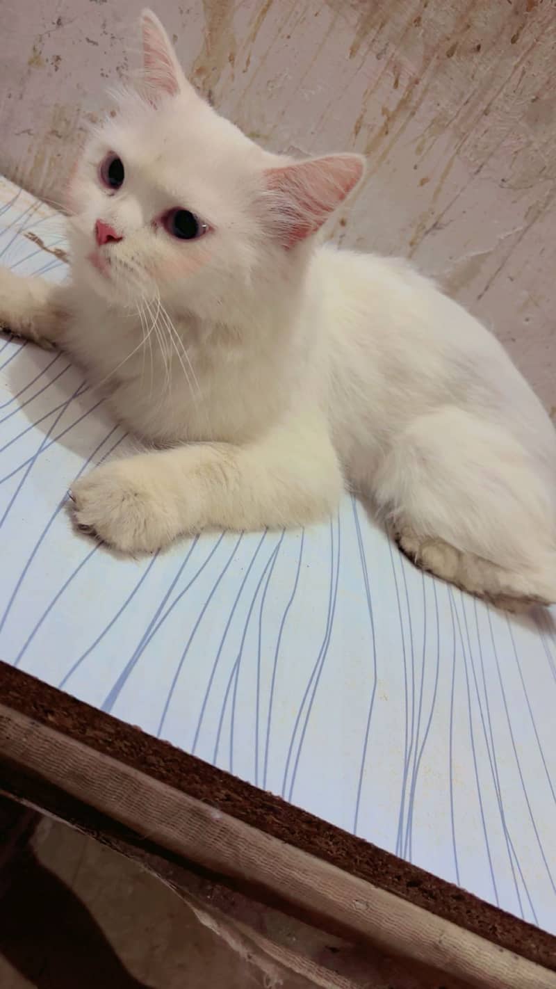 Mimiiii 0