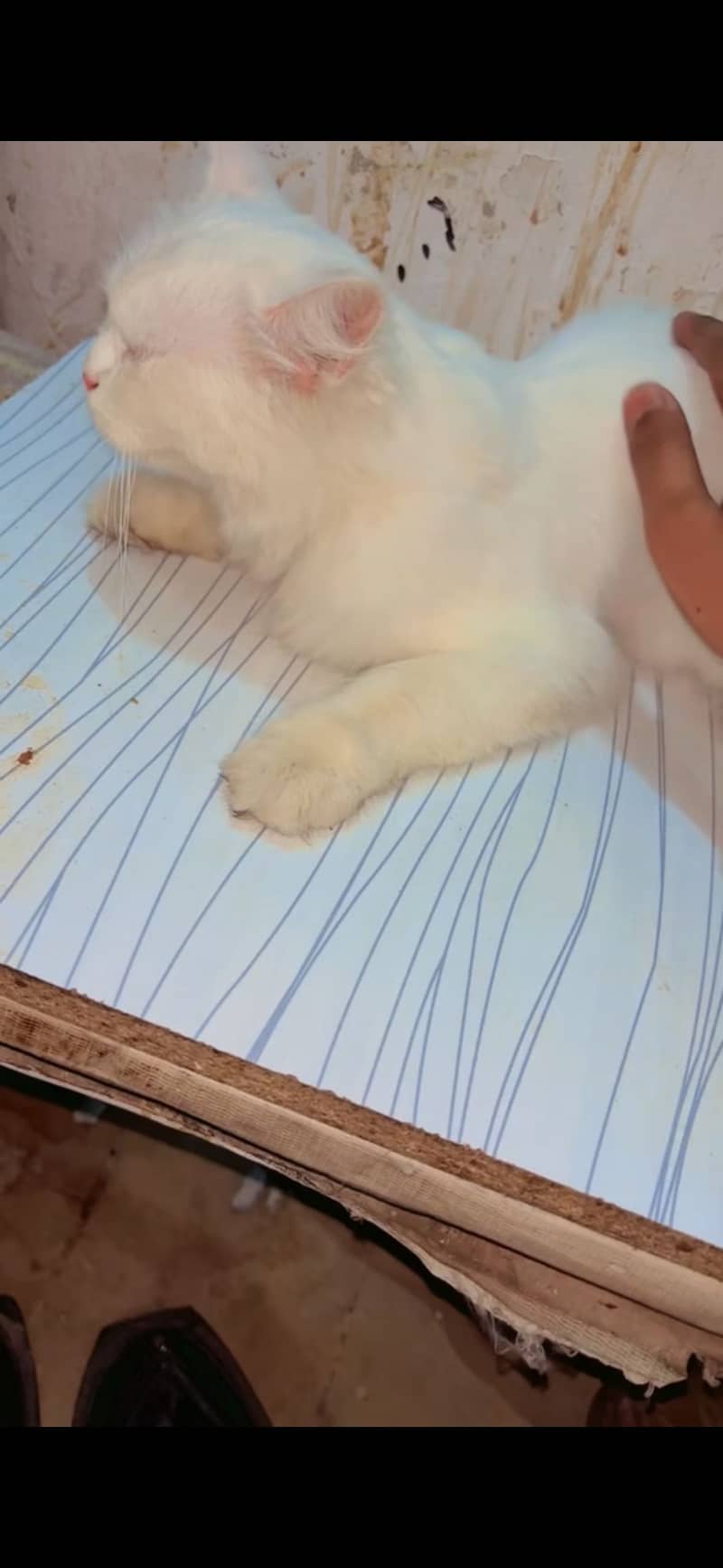 Mimiiii 1
