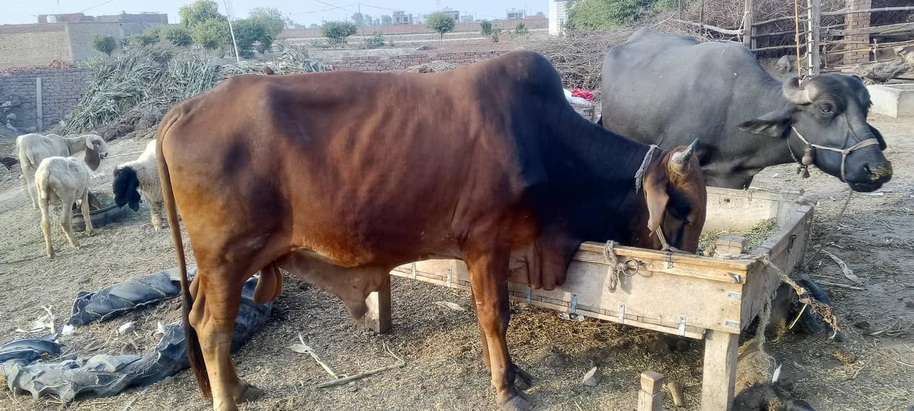 وچھا ساہیوال نسل کا دو دانت دوندا  وچھا 4