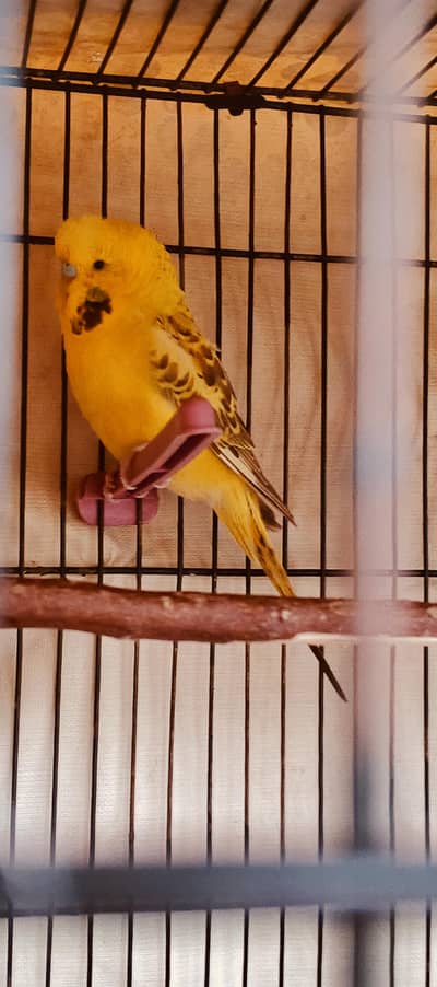KingSized Exhibition Cross Male (Full Young) breeder