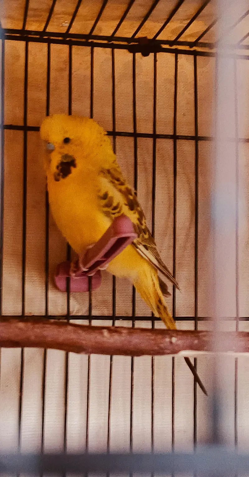 KingSized Exhibition Cross Male (Full Young) breeder — photo 3